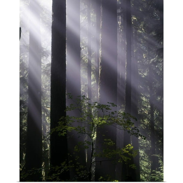 Primeval Forest Fog Landscape Poster Nature Canvas Print Painting Wall Art Decor Primeval Forest Fog Landscape Poster Nature Canvas Print Painting Wall Art Decor